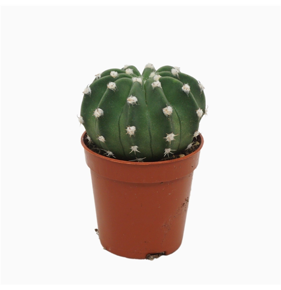Echinopsis oxygona F00001448