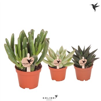Sukulente mix Kolibri Greens mix1 pp 15cm 6cm Q1500