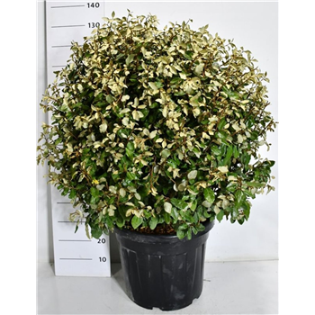 Elaeagnus ebbingei 'Compacta' F00007556