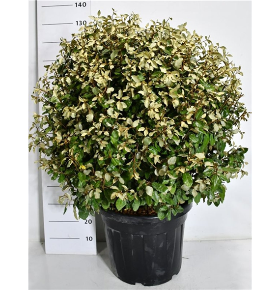Elaeagnus ebbingei 'Compacta' F00007556