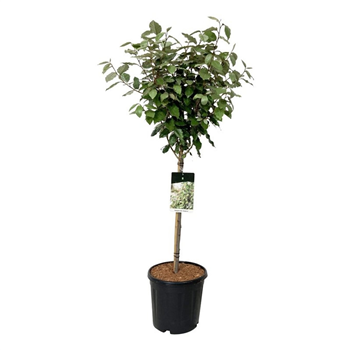 Elaeagnus ebbingei 'Compacta' F00007806