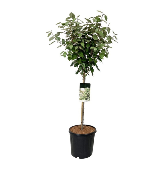 Elaeagnus ebbingei 'Compacta' F00007806