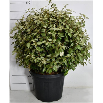 Elaeagnus ebbingei 'Compacta' F00007557