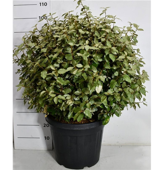 Elaeagnus ebbingei 'Compacta' F00007557