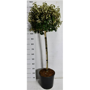 Elaeagnus ebbingei 'Compacta' F00007550