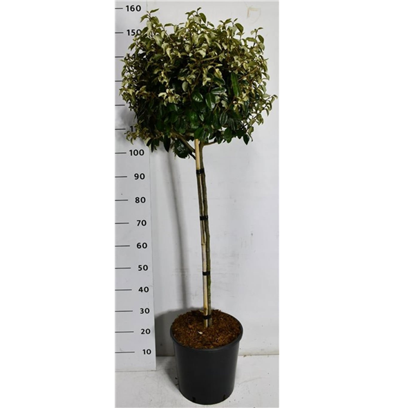 Elaeagnus ebbingei 'Compacta' F00007550