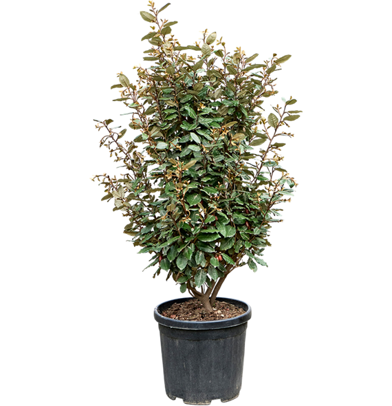 Elaeagnus ebbingei 'Compacta' (100-120) 5ELEBBU40