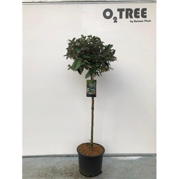Elaeagnus x ebbingei F00003329