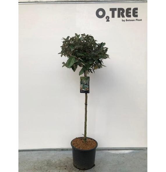 Elaeagnus x ebbingei F00003329