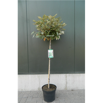 Elaeagnus x ebbingei F00003330