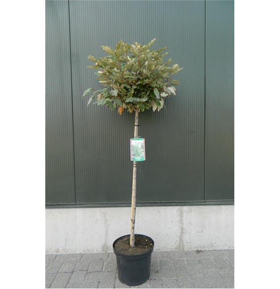 Elaeagnus x ebbingei F00003330