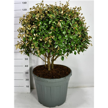 Elaeagnus x ebbingei F00006677