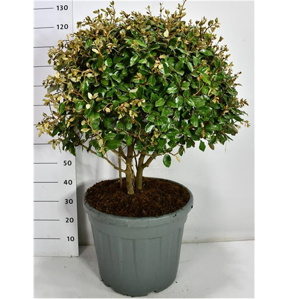 Elaeagnus x ebbingei F00006677