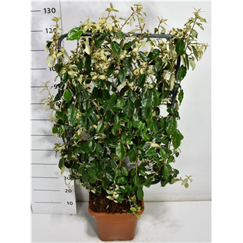 Elaeagnus x ebbingei F00005963