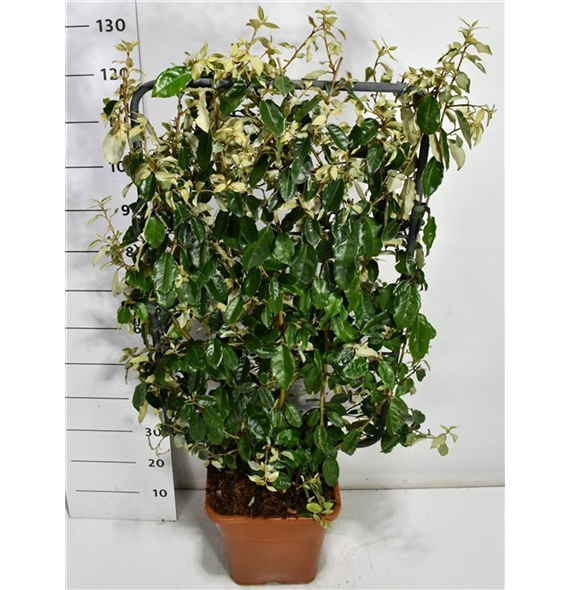 Elaeagnus x ebbingei F00005963