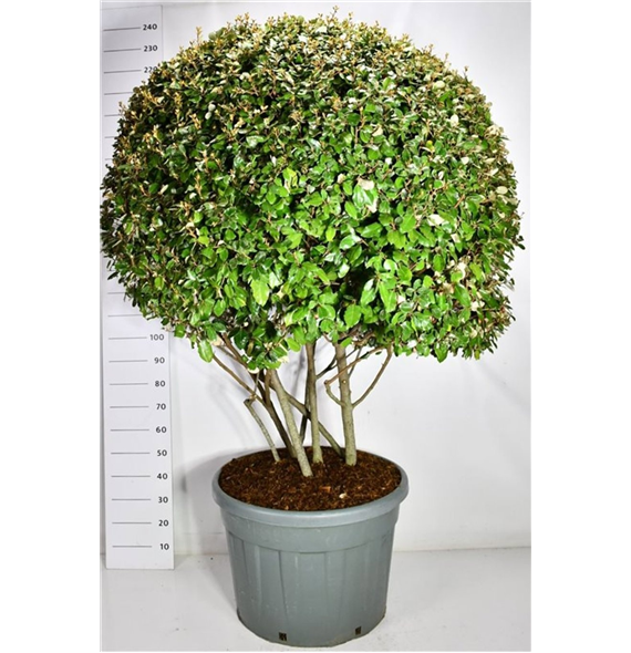 Elaeagnus x ebbingei F00006658