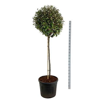 Elaeagnus x ebbingei 'Compacta' F00007265