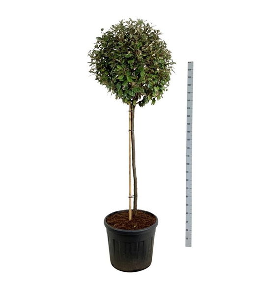 Elaeagnus x ebbingei 'Compacta' F00007265