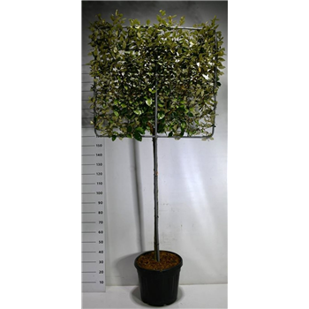 Elaeagnus x ebbingei 'Compacta' F00006097