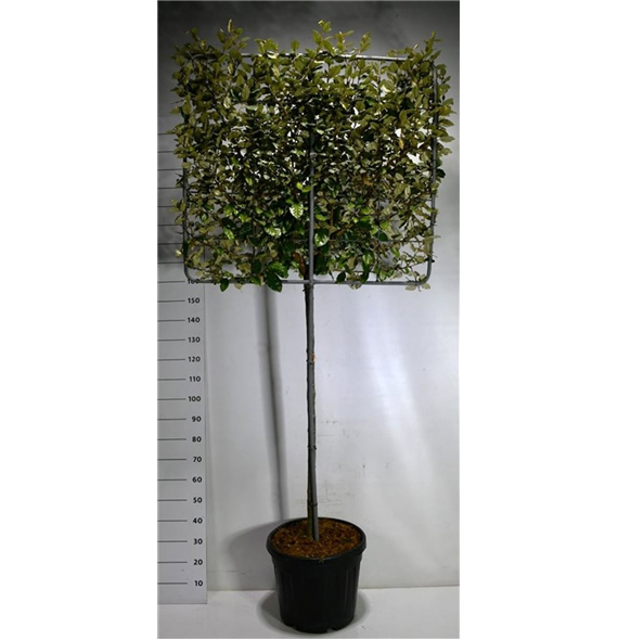 Elaeagnus x ebbingei 'Compacta' F00006097