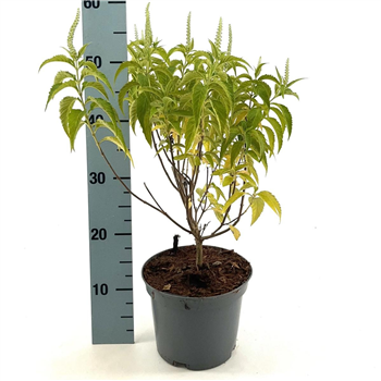 Elsholtzia stauntonii 'Alba' F00008367