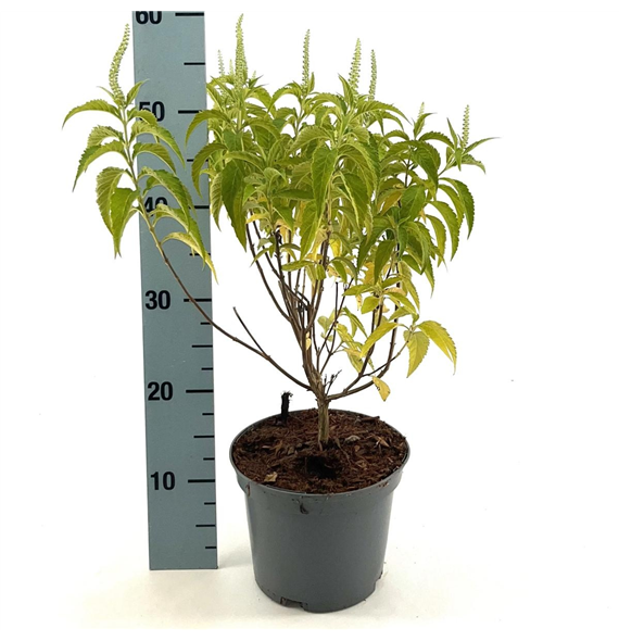 Elsholtzia stauntonii 'Alba' F00008367