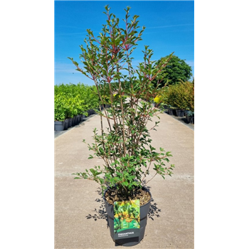Enkianthus campanulatus F00006744