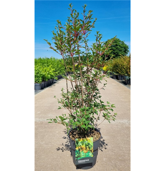 Enkianthus campanulatus F00006744