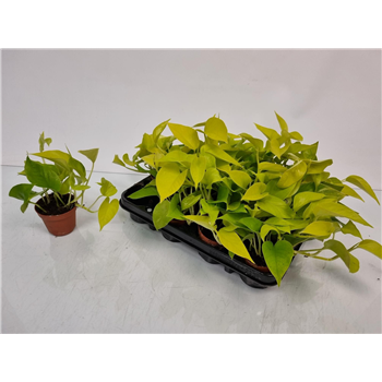 Epipremnum pinnatum 'Golden Pothos' F00005144