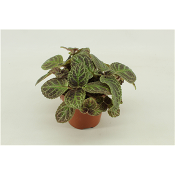 Episcia F00001240