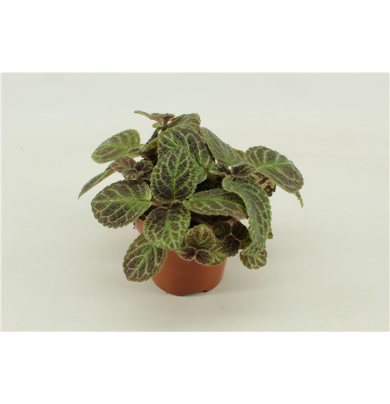 Episcia F00001240