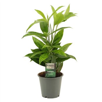 Dracena surculosa Surculosa 12 cm 1 pp 40cm 12cm Q2568
