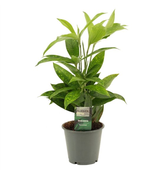 Dracena surculosa Surculosa 12 cm 1 pp 40cm 12cm Q2568