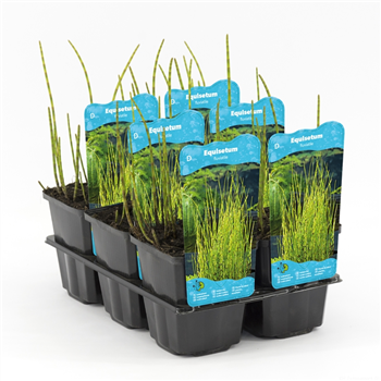 Equisetum fluviatile F00004097
