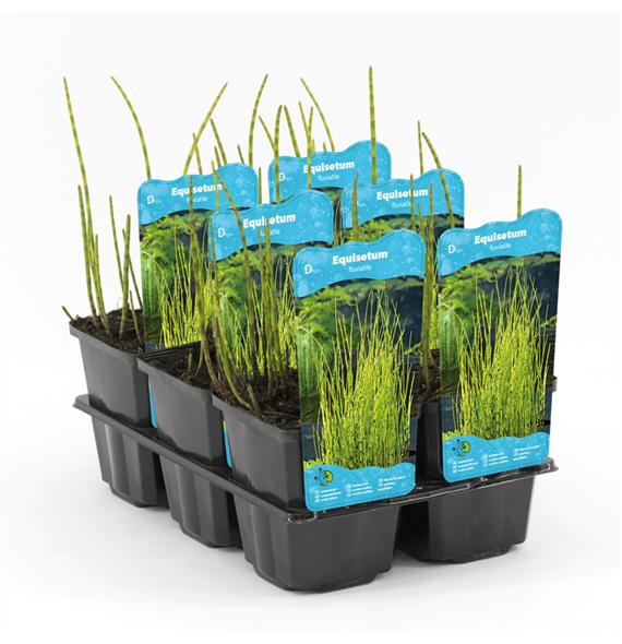 Equisetum fluviatile F00004097