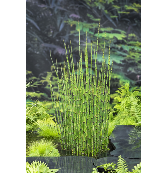 Equisetum hyemale F00004098