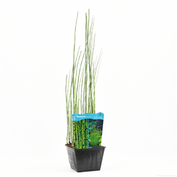 Equisetum hyemale F00004102