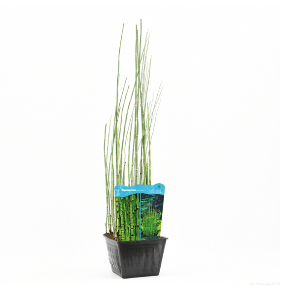 Equisetum hyemale F00004102