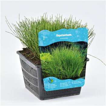 Equisetum scirpoides F00004101