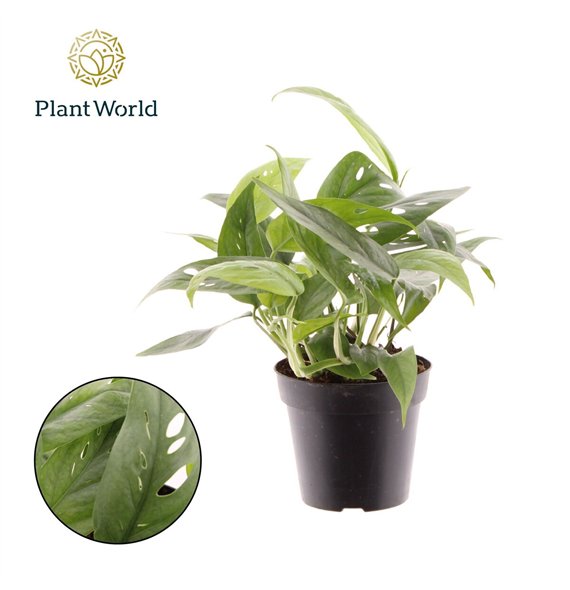 Epipremnum pinnatum cebu blue Cebu Blue 2 pp 20cm 12cm Q2882