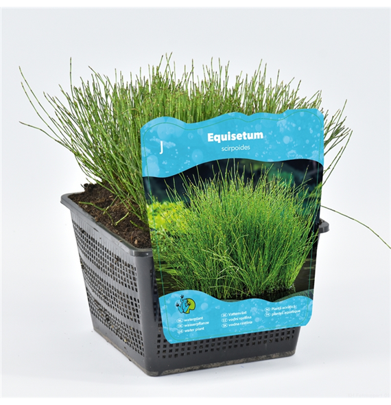 Equisetum scirpoides F00004101