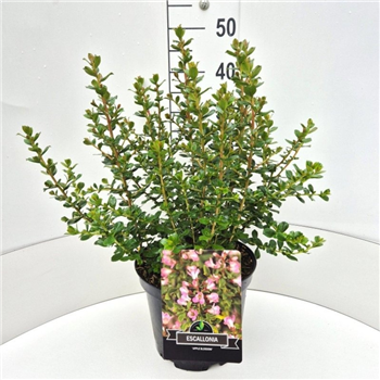 Escallonia 'Apple Blossom' F00008331