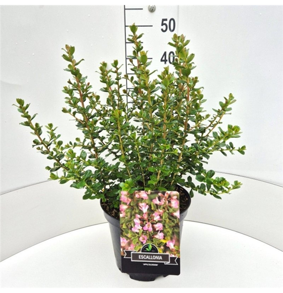 Escallonia 'Apple Blossom' F00008331