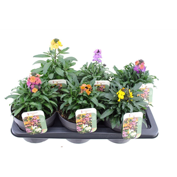 Erysimum linifolium mix F00004761