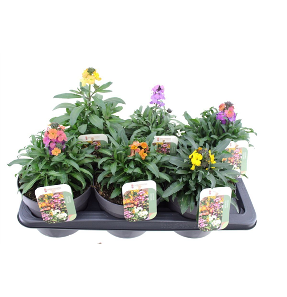 Erysimum linifolium mix F00004761