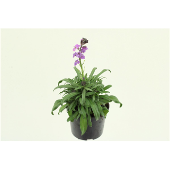 Erysimum linifolium 'Skledaes Mauve' F00003148
