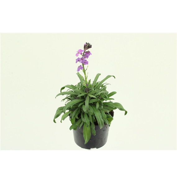 Erysimum linifolium 'Skledaes Mauve' F00003148