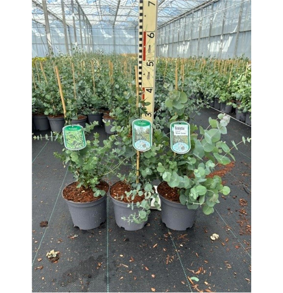 Evkaliptus gunnii F00008352