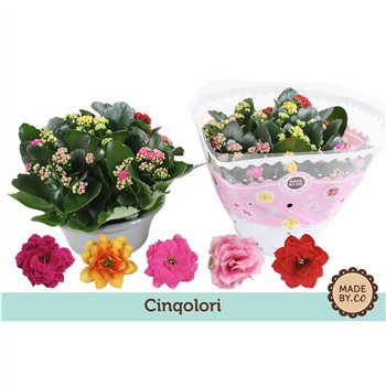 Kalanhoja rosalina Kalanchoë Cinqolori - Carnaval 5 pp 500 fl 27cm 23cm Q3734