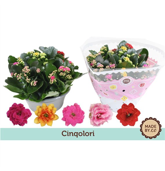 Kalanhoja rosalina Kalanchoë Cinqolori - Carnaval 5 pp 500 fl 27cm 23cm Q3734